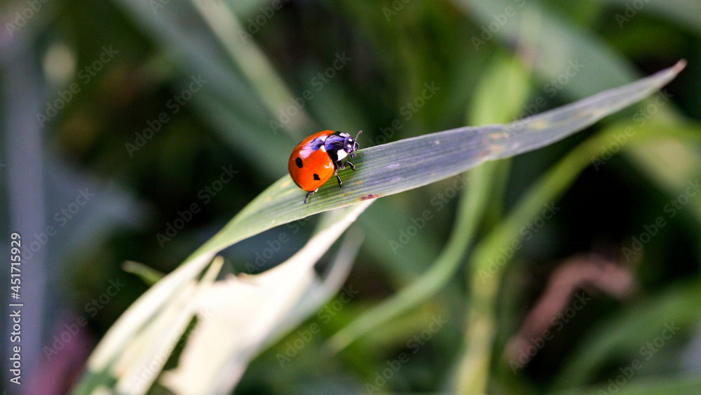 Fototapeta premium Ladybug sitting on a flower leaf warm spring day on a leaf insect beetle. Macro of seven spot ladybug Coccinella septempunctata .
