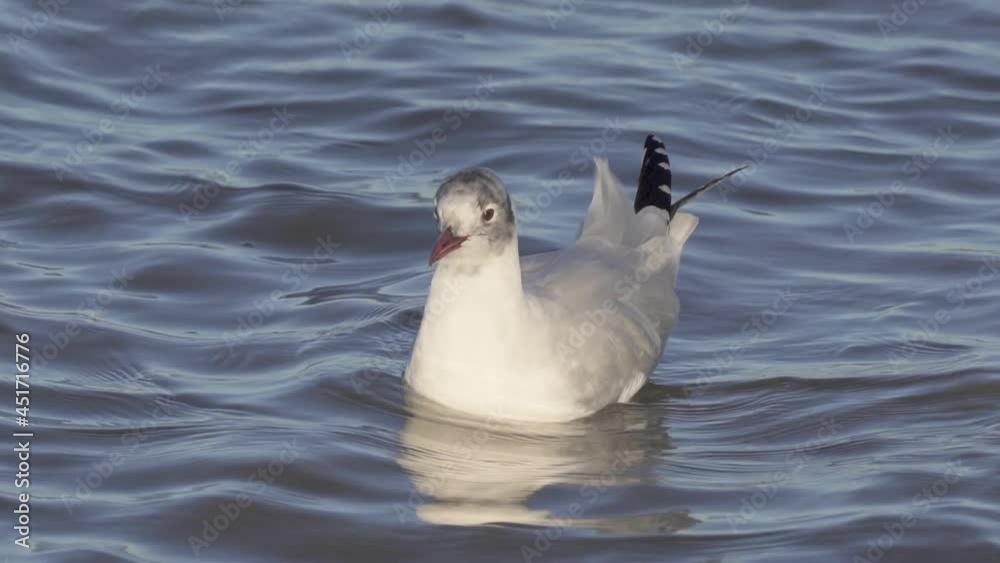 Grey-headed gull with non-breeding plumage floating on water, breeze ruffles feathers Grey-headed gull with non-breeding plumage floating on water, breeze ruffles feathers