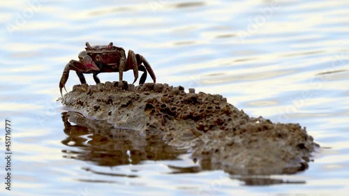 Single Neohelice Granulata Crab Standing On Mud Rock With Barnacles, Wavy Water. Closeup still fixed shot. photo