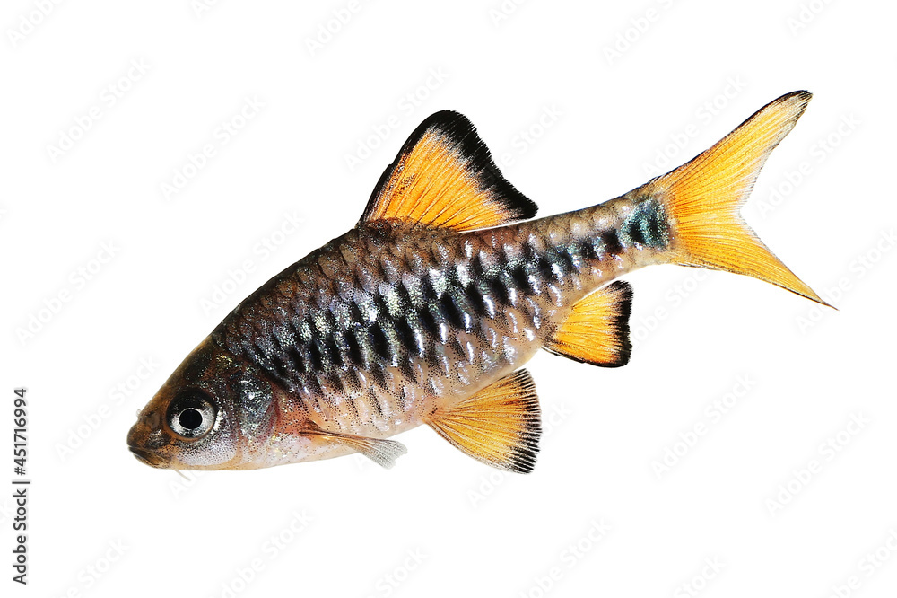 Checker barb Aquarium fish Oliotius oligolepis Checker barb Aquarium fish Oliotius oligolepis