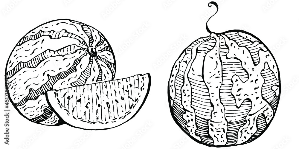 Watermelon sketch vector drawing. Isolated hand drawn berry on white background. Summer berry engraved style illustration. Decoration for food packaging. Watermelon sketch vector drawing. Isolated hand drawn berry on white background. Summer berry engraved style illustration. Decoration for food packaging.