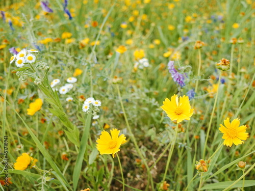 Many beautiful flowers on the field © 현용 강