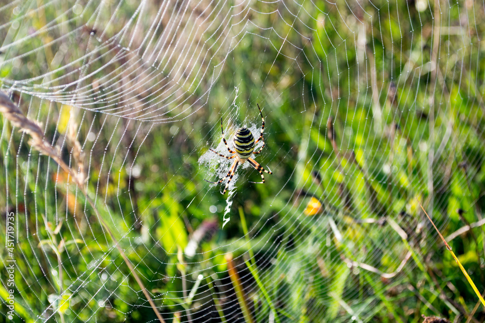 Wasp Spider in the Web