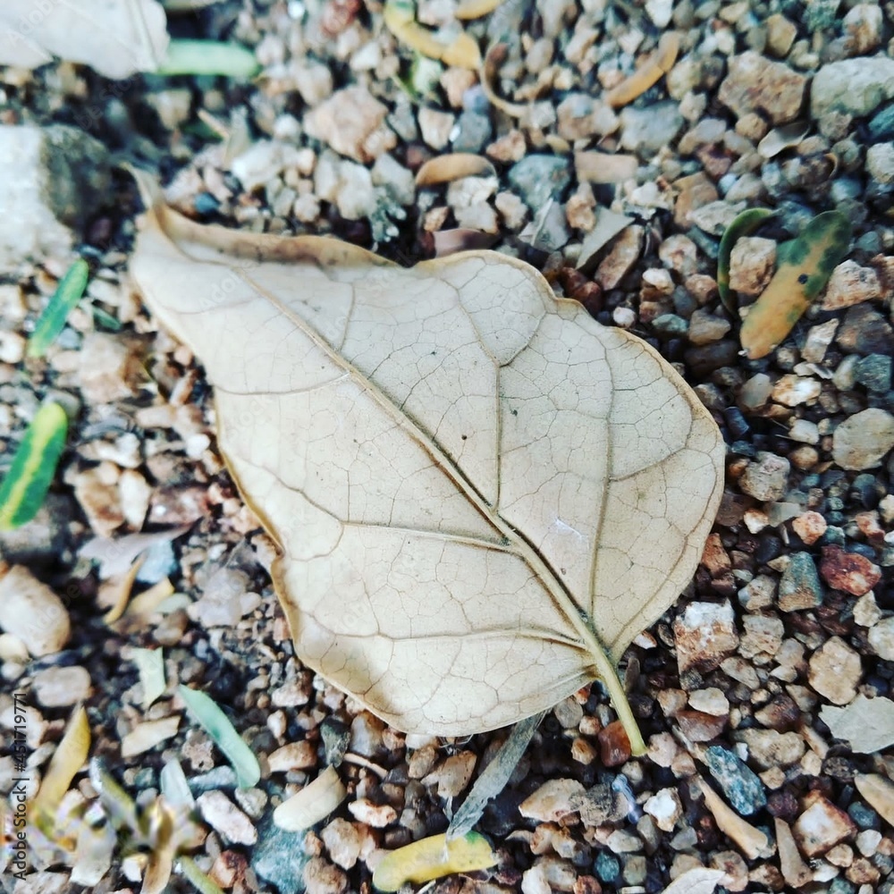dry single fallen leaf surrounded by small stones dry single fallen leaf surrounded by small stones