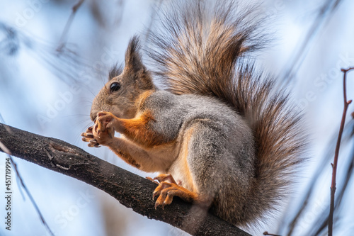 Squirrel with nut in Autumn sits on a branch