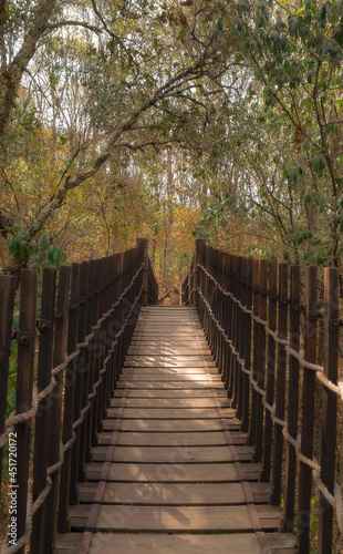 wooden bridge in the forest