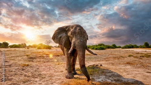 A large male African elephant (Loxodonta africana) with a broken tusk stands in sunset backlight with a dramatic sky in the background. Savute, Botswana.