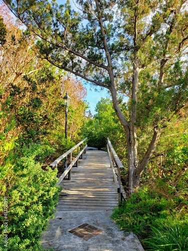 path in the woods
