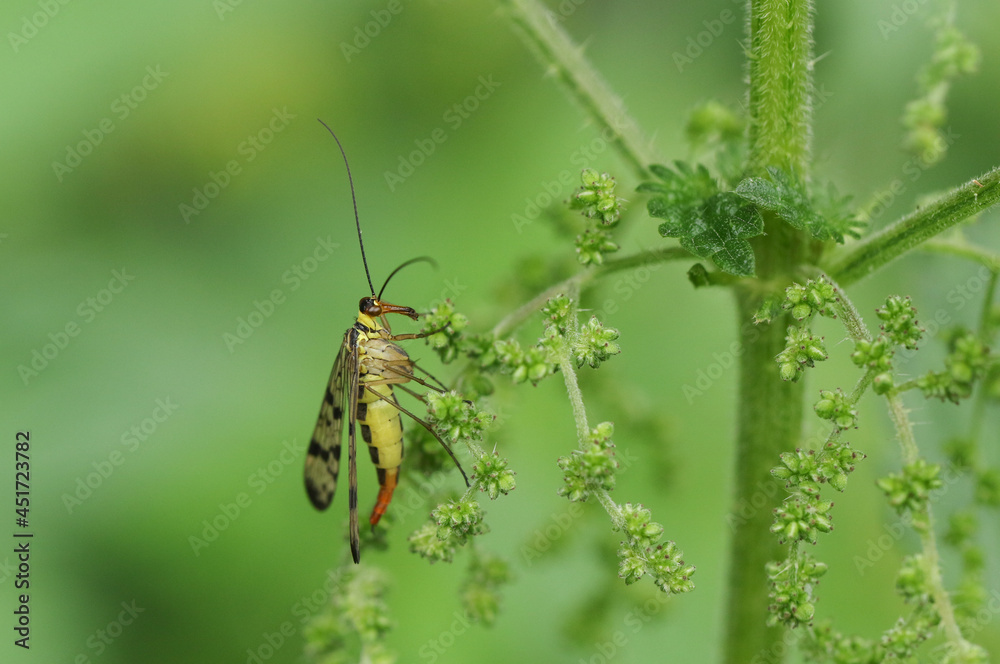 A hunting female Scorpion Fly, Panorpa communis, perching on a Stinging nettle plant. A hunting female Scorpion Fly, Panorpa communis, perching on a Stinging nettle plant.