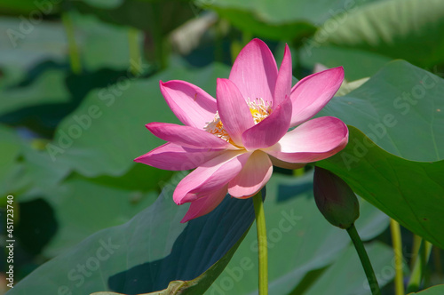 A rare lotus flower under protection and listed in the Red Book.
