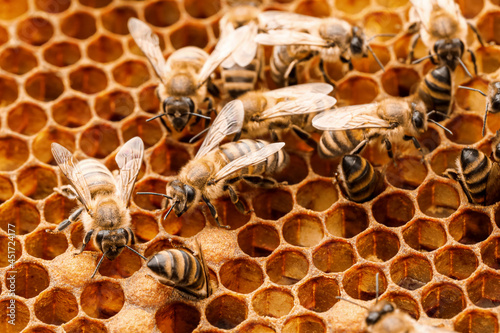 Foto Bees with honey combs, closeup