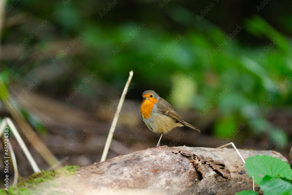 robin on a branch robin on a branch