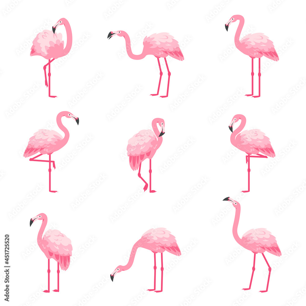 Obraz premium Pink flamingo. Cartoon cute zoo animal. Tropical fauna characters collection. Exotic bird in various poses. Summer beach decorative elements set. Vector winged creatures with long necks