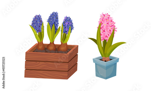 Blue and pink hyacinth potted flowers set. Spring plants in flowerpots vector illustration