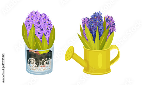 Purple and blue hyacinth potted flowers set. Spring plants in flowerpots vector illustration