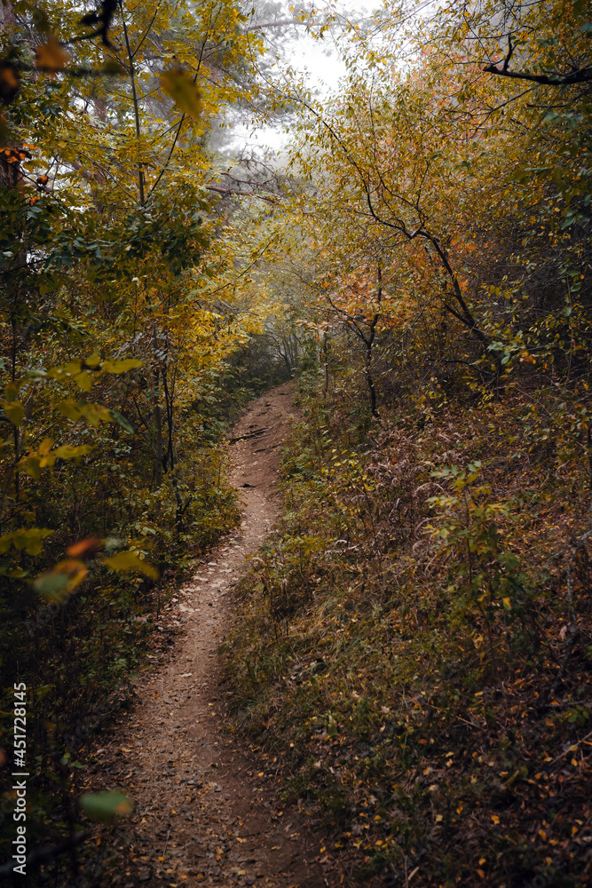 Scenery of nature in fall season. Colorful landscape with enchanted trees with orange and red leaves.