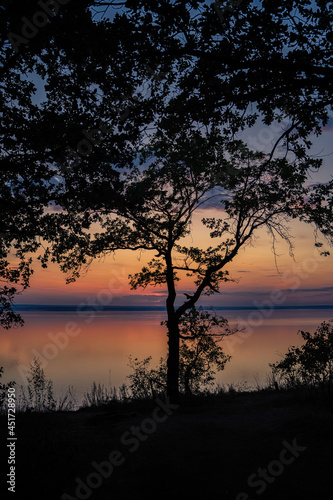 Silhouettes of trees before a colorful pink sunset over the sea