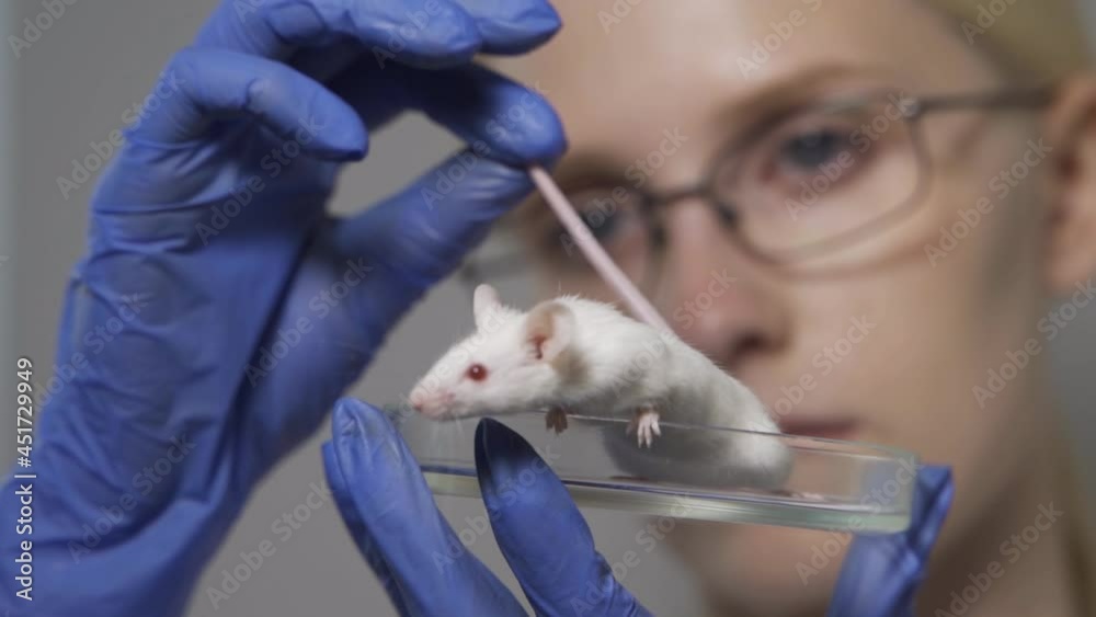 A scientist conducts an experiment on a laboratory mouse. The researcher works in a modern bright laboratory. Concept - DNA research, vaccine and drug testing A scientist conducts an experiment on a laboratory mouse. The researcher works in a modern bright laboratory. Concept - DNA research, vaccine and drug testing