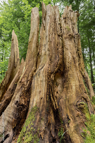 mystischer überwucherter Baumstumpf im Wald