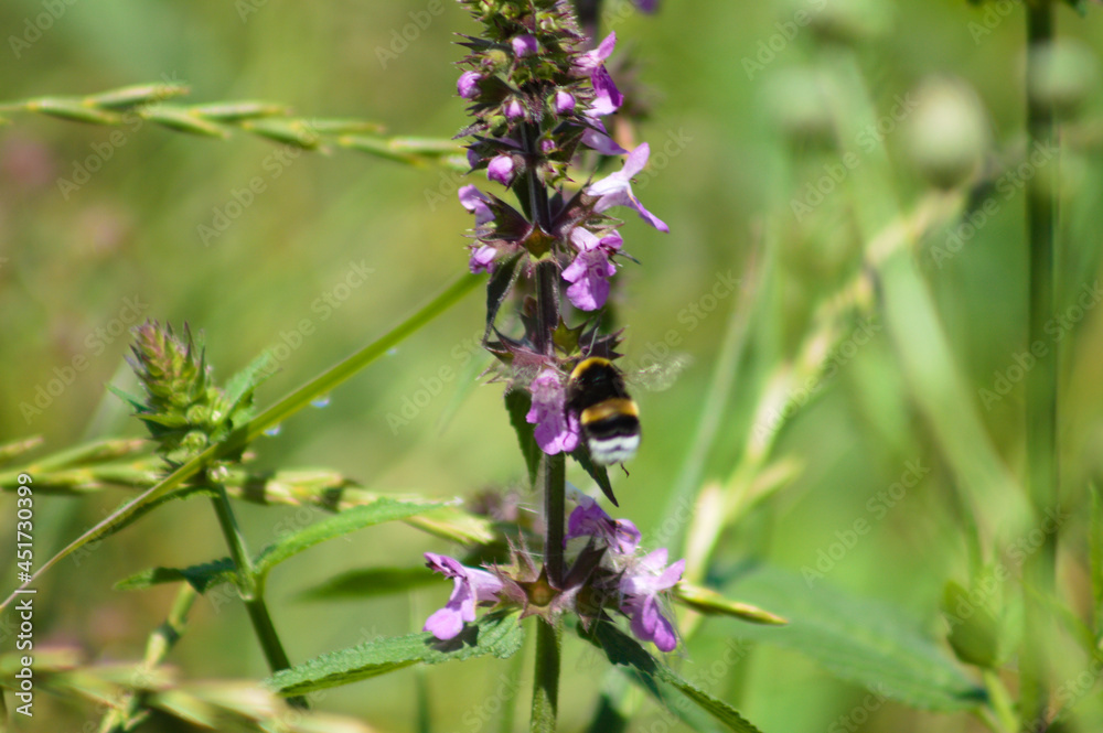 Bee on marsh woundwort in bloom closeup view with foreground focus Bee on marsh woundwort in bloom closeup view with foreground focus