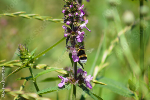 Bee on marsh woundwort in bloom closeup view with foreground focus