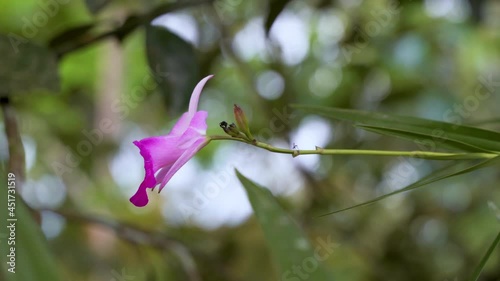 Macro close up of colorful orchid species growing in deep jungle of Ecuador,4K - Sobralia Species in prores photo