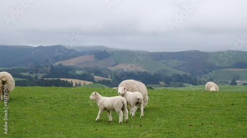 Sheep in new Zealand