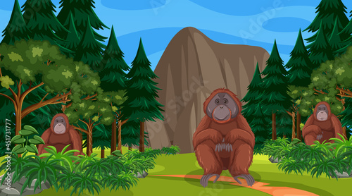 Orangutan in forest or rainforest scene with many trees photo