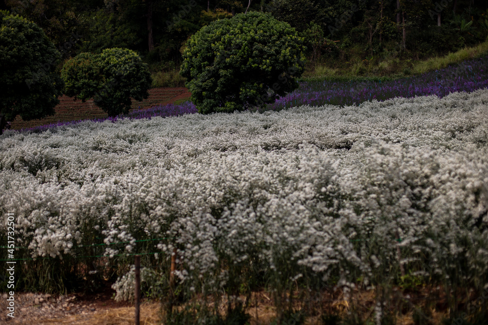 Obraz premium White cutter flower farm. Blurred background and foreground.