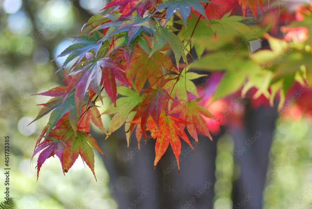 Colorful Maple Leaves, Autumn Leaves, Close Up Colorful Maple Leaves, Autumn Leaves, Close Up