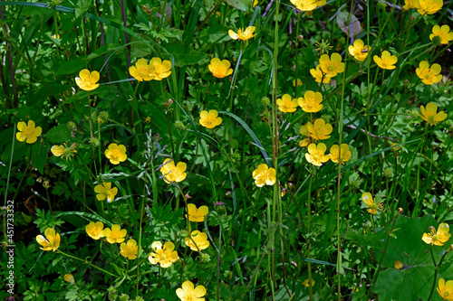 Gold-Hahnenfuß // goldilocks buttercup (Ranunculus auricomus agg.)