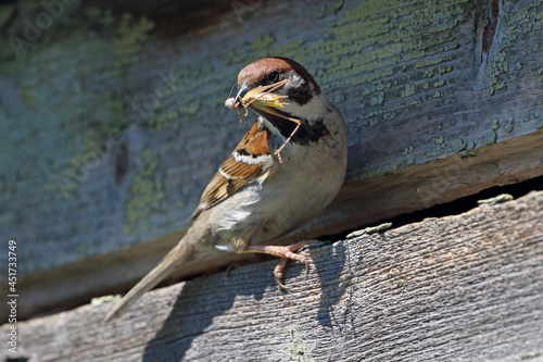 Passer montanus. Field sparrow close-up with prey in its beak photo