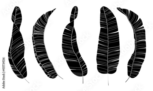  Tropical plant banana leaves set. Black hand drawn vector isolated on white background.