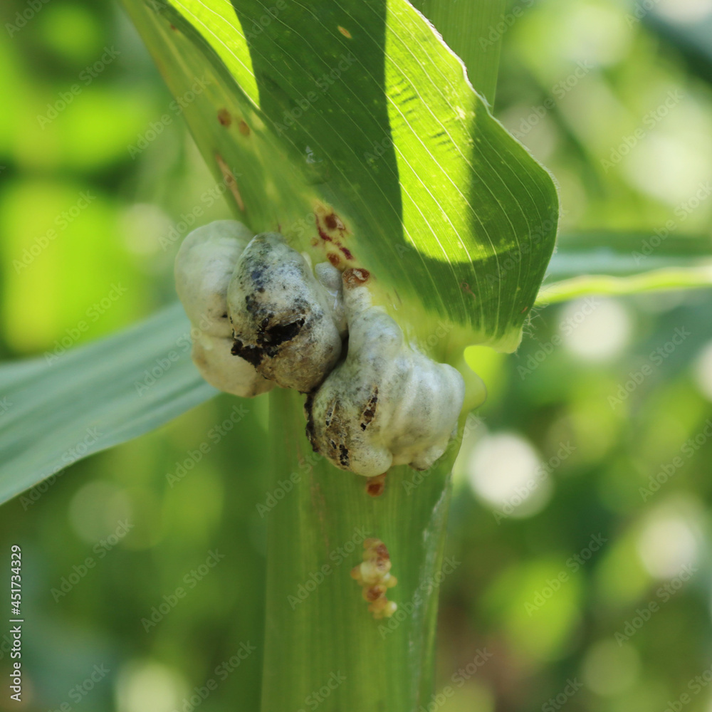 Corn smut. Ustilago maydis disease on corn plant in the field. Fungal