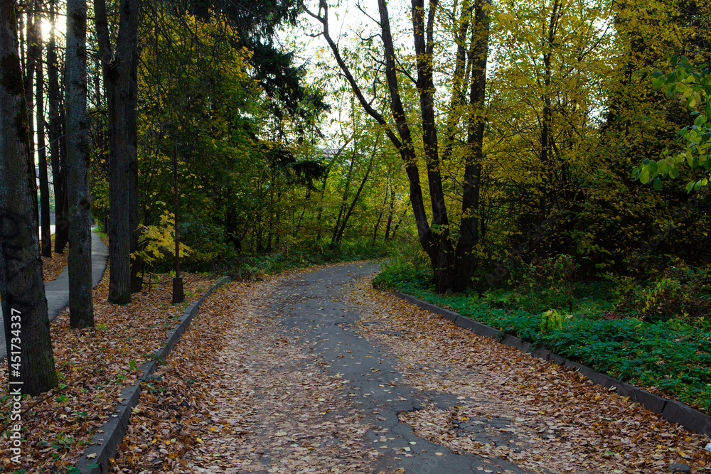 Obraz premium Autumn wet road in the park with leaves