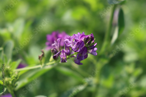 Close-up of beautiful purple alfalfa flower in the field. Medicago sativa cultivation in bloom in summer