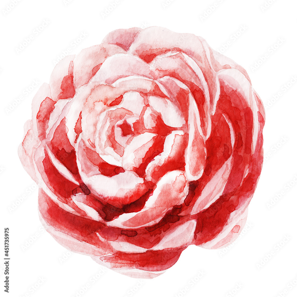 Fototapeta premium Watercolor camellia flower. Pink flower. Watercolor illustration of a flower.