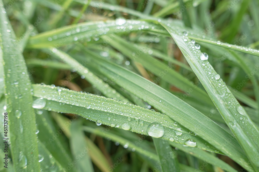 Fresh green grass with dew drops close up Fresh green grass with dew drops close up