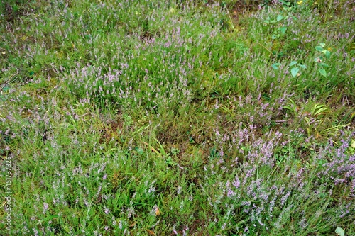 Under the canopy of the forest. Blooming heather. Soil cover. Autumn is coming