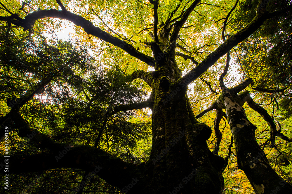 Fototapeta premium Autumn in Ordesa and Monte Perdido National Park, Spain
