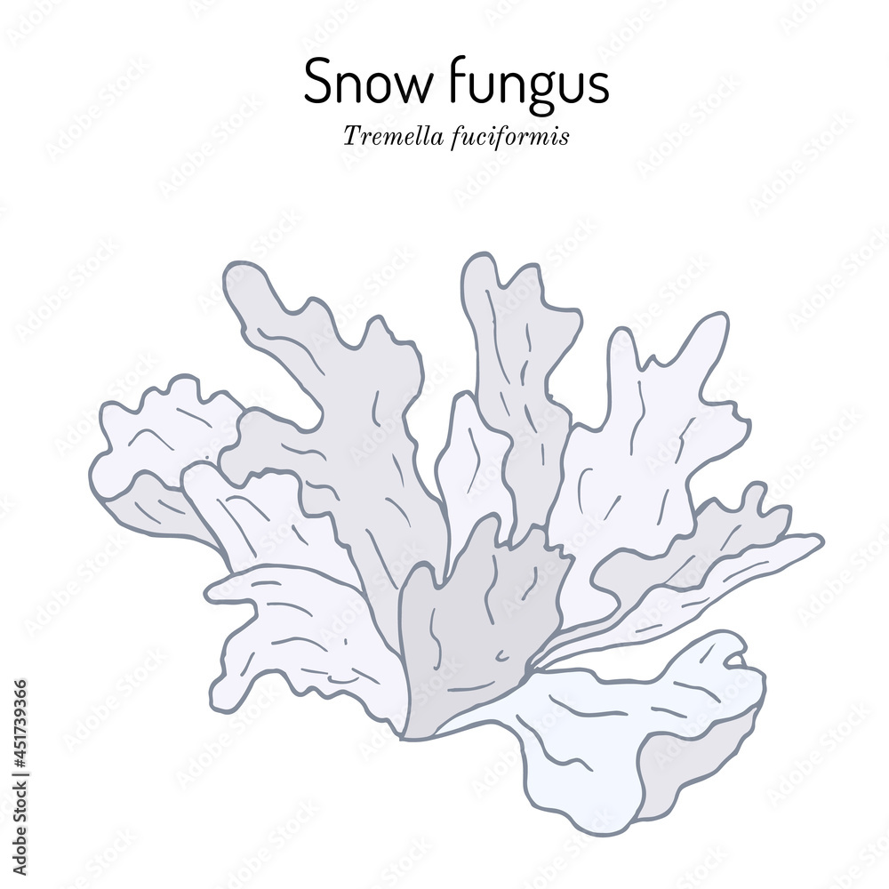 Snow fungus Tremella fuciformis , edible and medicinal mushroom