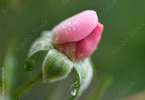 tulip with dew drops