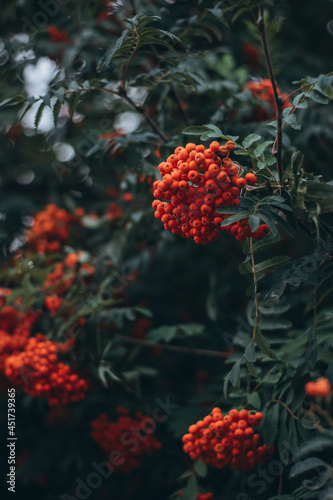 red rowan berries © Олена Павленко