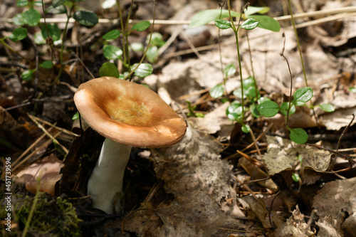 russula with brown hat in the forest
