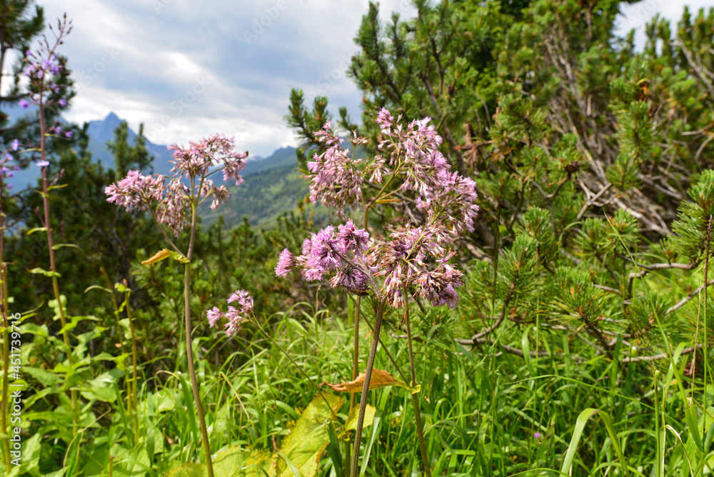 Obraz premium Syrische Seidenpflanze (Asclepias syriaca) in Tirol 