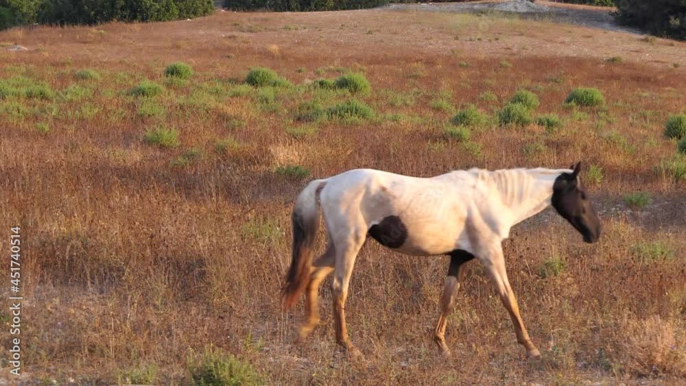 Wild horse in dry pasture seeking food at golden hour. Pure Spanish breeds horses. Wild horse in dry pasture seeking food at golden hour. Pure Spanish breeds horses.