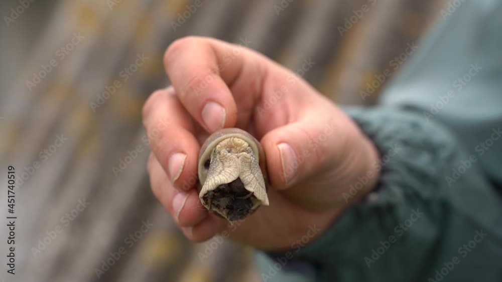 A very large snail in the man's hand. When tapping with a finger, the ...
