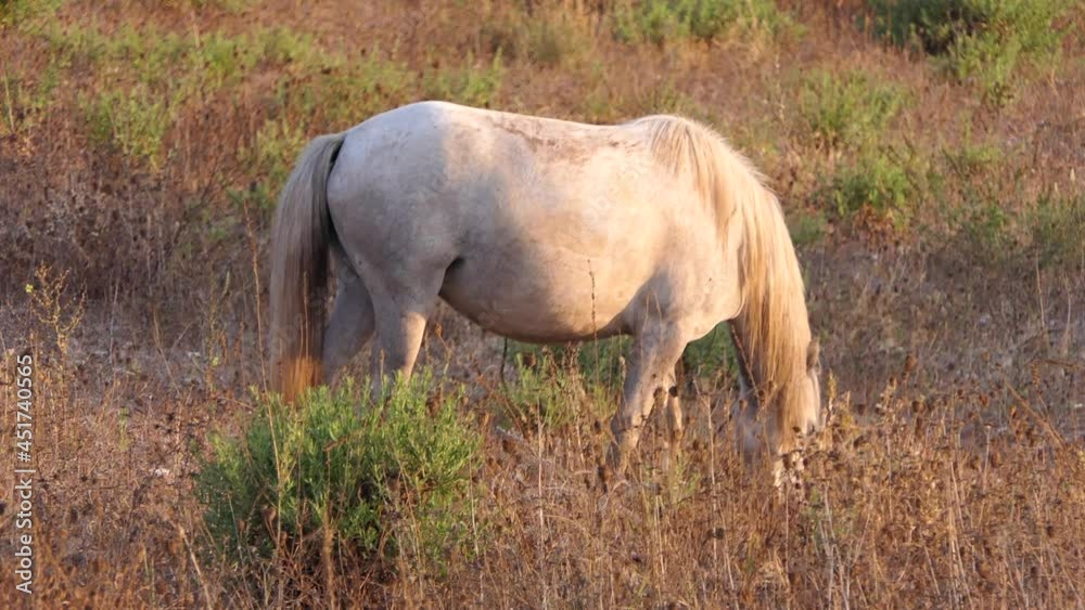 Detail of a white Pure Spanish Horse feeding on dry pasture at golden hour. Detail of a white Pure Spanish Horse feeding on dry pasture at golden hour.