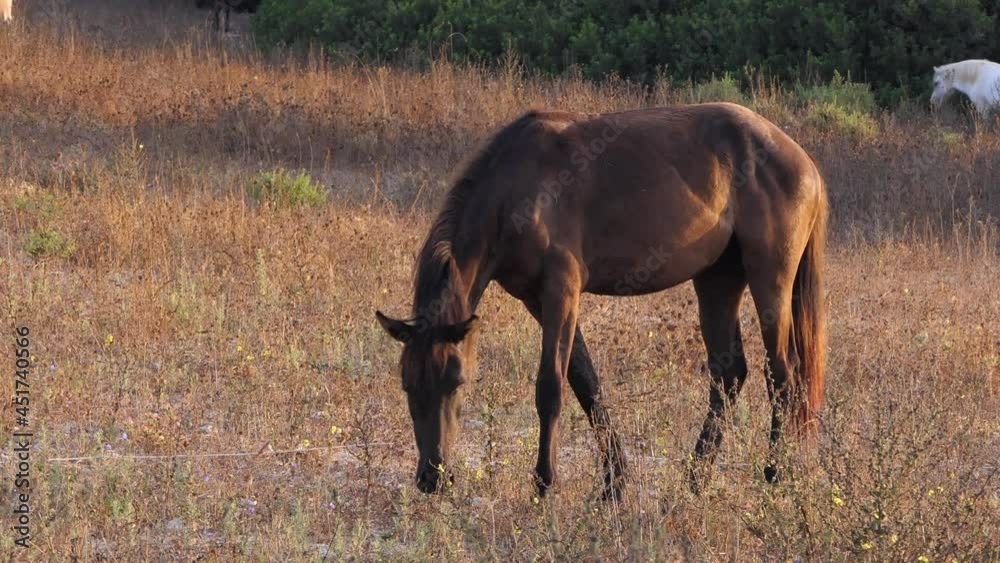 Pure Spanish breeds horses feeding on dry pasture at sunset golden hour. Pure Spanish breeds horses feeding on dry pasture at sunset golden hour.