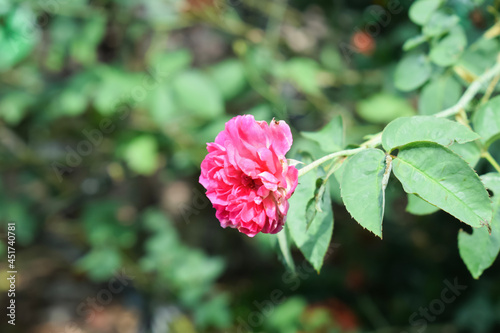 Pink rose flower with green leaves and blurred background. closeup flower. closeup roses.